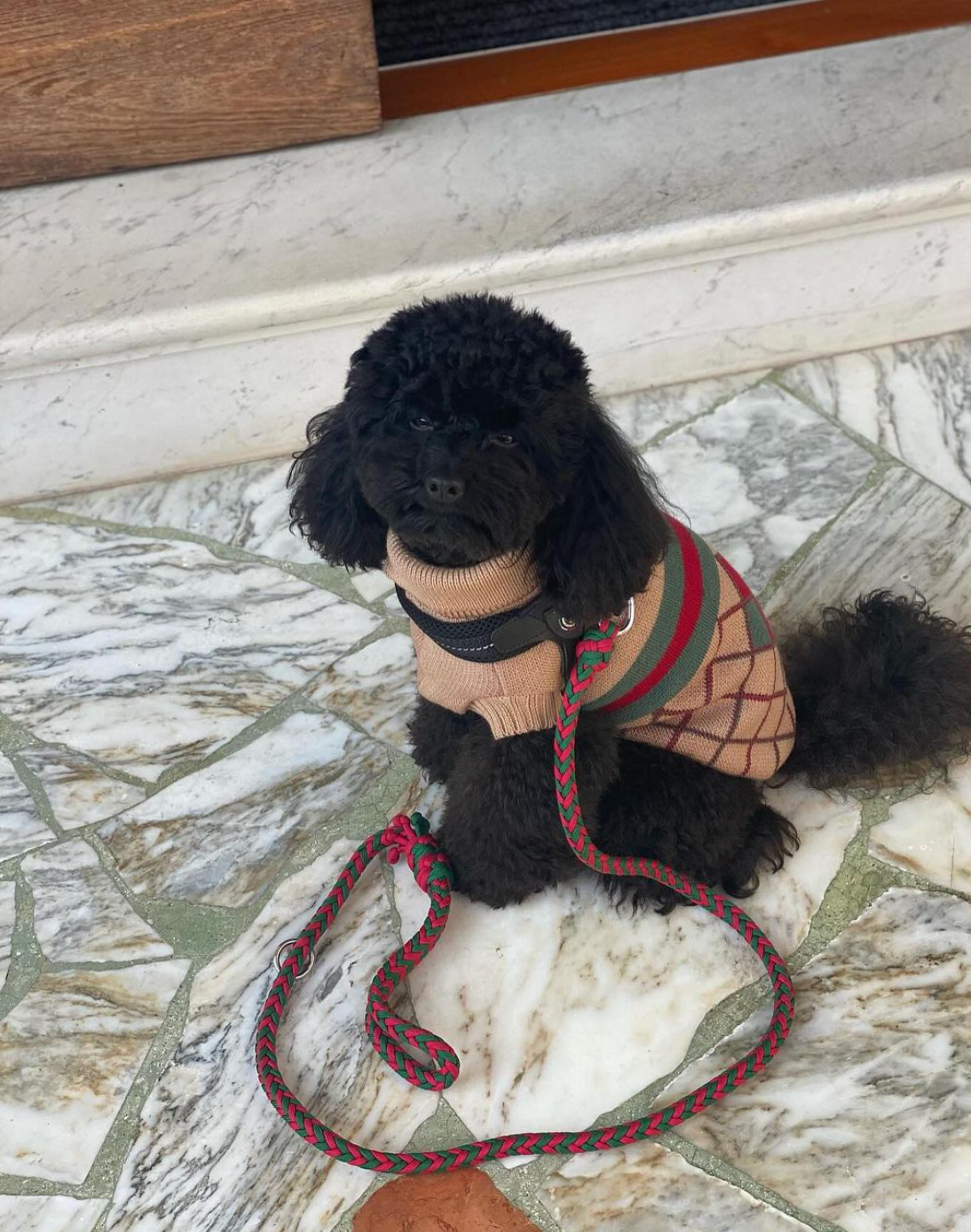 Custom Paracord Leash
