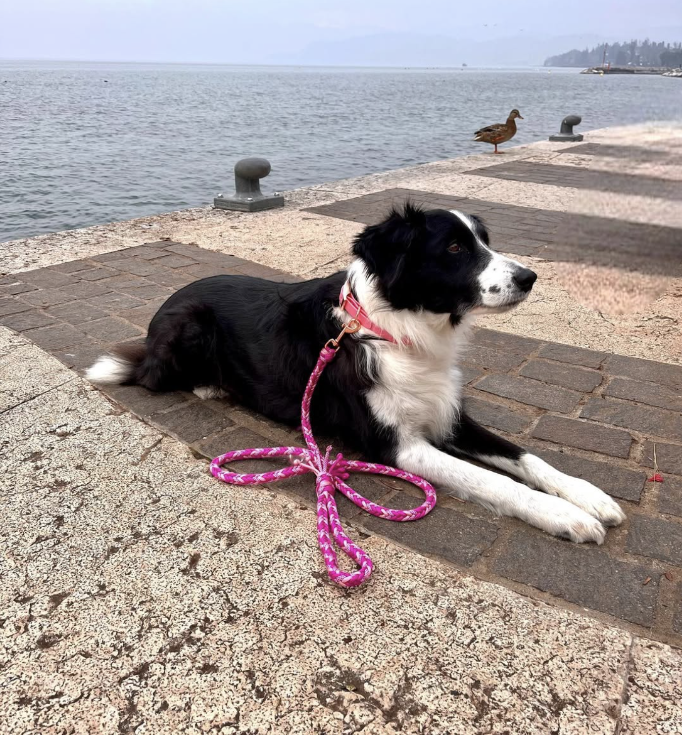 Custom Paracord Leash